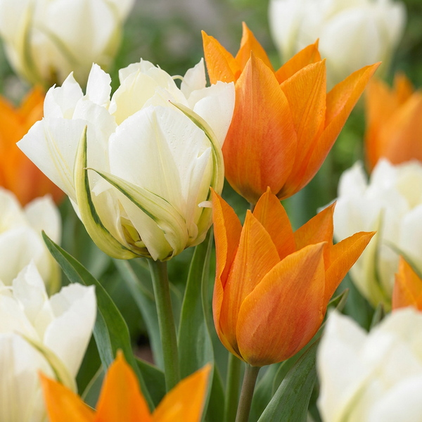 Tulipe Sunbath jaune et blanc - calibre 11/12