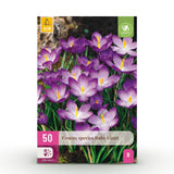 Green boutiQ - Blumenzwiebeln - Krokus Ruby Giant - Farbe Lila - 50 Stück - Zwiebelgröße 5/6 - XXL Pack