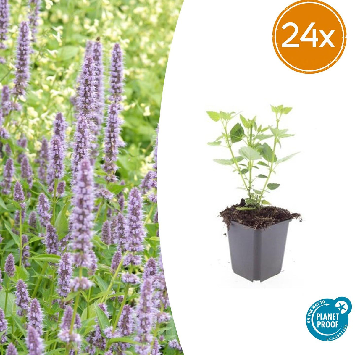 Agastache Blue Fortune en godet - Agastache hybride - H 10-25 cm, pot Ø9 cm - photo 8