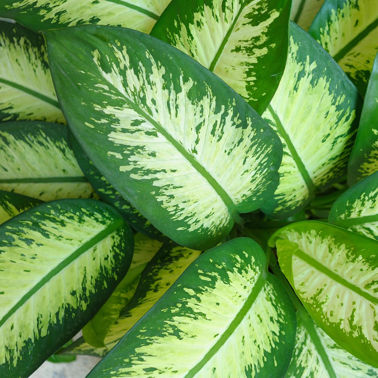 Green BoutiQ - Zimmerpflanzen - Dieffenbachia Tropic Snow - Dieffenbachia - Pflegeleicht - Grün - 1 Pflanze - mit Topf Grau - Topf 21cm - Höhe 90-100cm