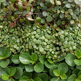 Baby Peperomia avec cache-pots cuivre - Hope, Pepperspot et prostrata - lot de 3