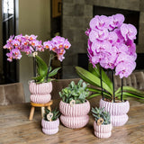 Orchidée Phalaenopsis rose Mineral Antwerpen et 2 succulentes - coffret Horizon rose - pot Ø9 cm