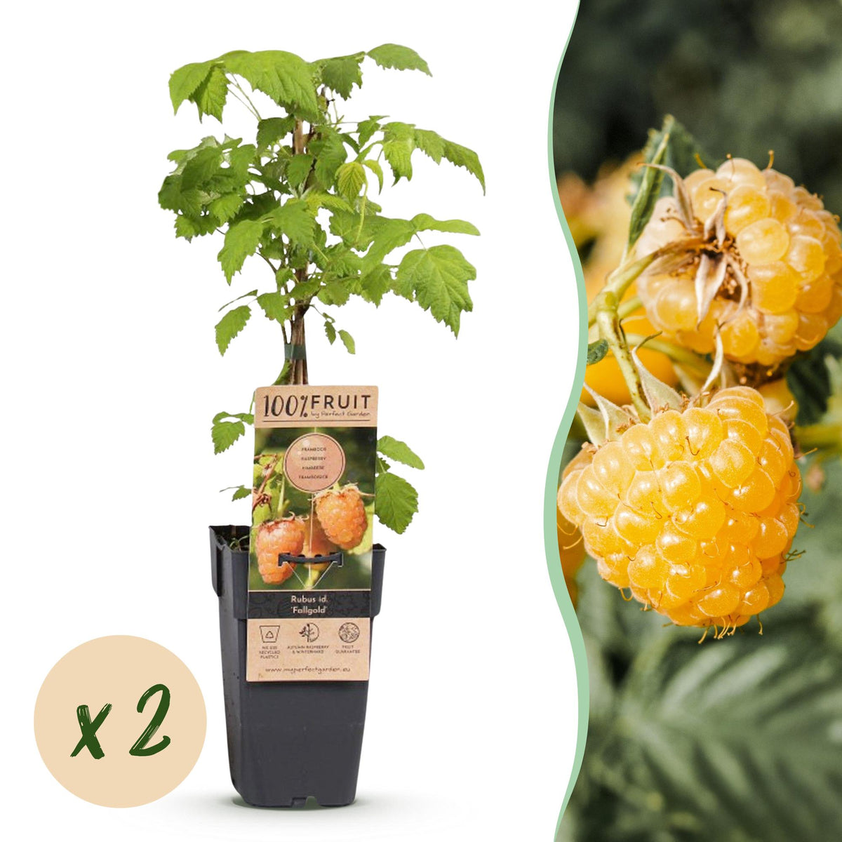 Framboisier jaune Fallgold remontant - Rubus idaeus - 2 plants - H 50 cm, pot Ø15 cm