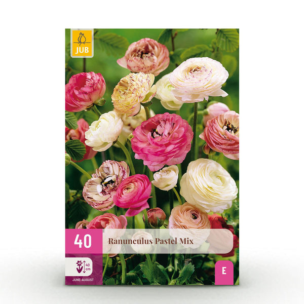 Green boutiQ – Blumenzwiebeln – Ranunkeln Pastell-Mix – Verschiedene Farben – 40 Stück – Zwiebelgröße 5/6 – XXL Pack