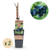 Green boutiQ - Fruitplanten - Honigbeere - Lonicera caerulea Kamtschatika - Blaubeere - 2 Pflanzen - Topf 15cm Höhe 50cm