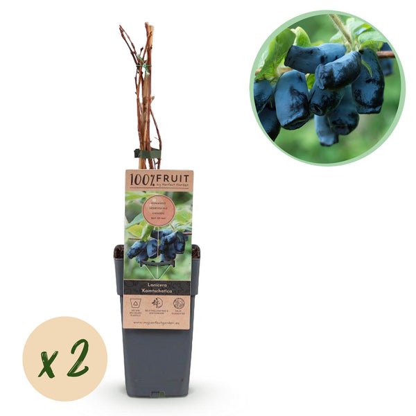 Green boutiQ - Fruitplanten - Honigbeere - Lonicera caerulea Kamtschatika - Blaubeere - 2 Pflanzen - Topf 15cm Höhe 50cm