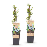 Myrtillier Bluecrop - Vaccinium corymbosum - 2 plants - H 50 cm, pot Ø15 cm