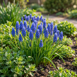 Muscari d'Arménie