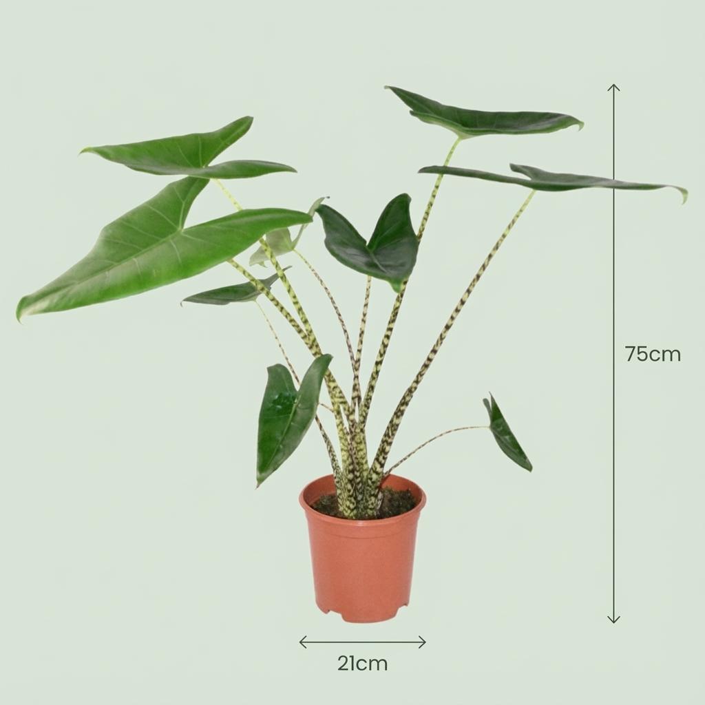 Green boutiQ - Zimmerpflanze - Elefantenohr - Alocasia Zebrina - Grün - Pflegeleicht - 1 Pflanze - mit Übertopf Grau - Topf 21 cm - Höhe 70 - 75cm