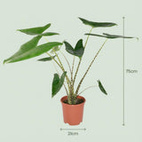 Green boutiQ - Zimmerpflanze - Elefantenohr - Alocasia Zebrina - Grün - Pflegeleicht - 1 Pflanze - mit Übertopf Grau - Topf 21 cm - Höhe 70 - 75cm