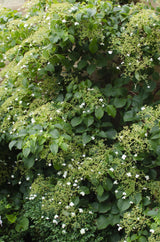 Hydrangea petiolaris - Kletterhortensie - Ø15cm - ↕65cm