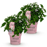 Hortensia paniculé Groundbreaker Blush - H 20-25 cm, pot Ø14 cm - photo 2