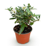Green boutiQ - Gartenpflanze - Buddleja davidii Butterfly Candy Little White - Schmetterlingsflieder - Kompakt - Weiß - 1 Pflanze - Topf 12cm - Höhe 20-25cm
