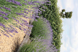 1x 6er-Pack Lavendel angustifolia – 6 x Ø7 cm – ↕15 cm