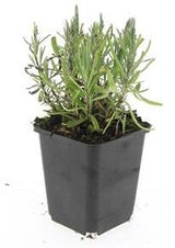 Lavande Munstead en godet - Lavandula angustifolia - H 10-25 cm, pot Ø9 cm - photo 3