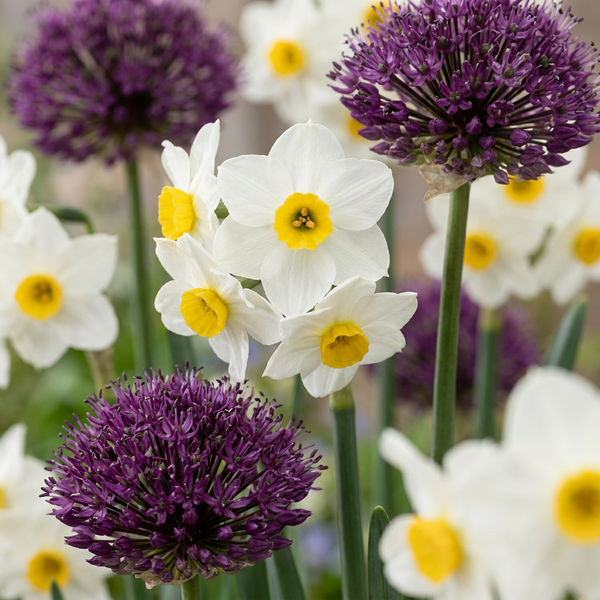 Bulbes à fleurs pour jardin sec en grande quantité