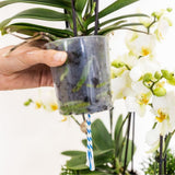 Orchidées Phalaenopsis violettes Mineral Morelia - bouquet de 3 en coupe Oyster - pot Ø9 cm