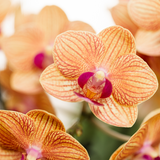 Kolibri Company | Pflanzenset Poppy Orange | Orange Phalaenopsis Orchidee Jamaica und Sukkulente inkl. Keramikübertöpfe
