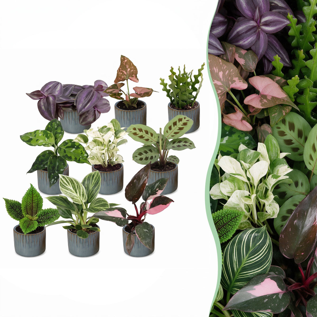 Baby plantes surprise avec cache-pots Linnea bleu brume - lot de 3, 6 ou 9 mini plantes tropicales - pot Ø6 cm