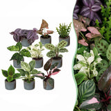 Baby plantes surprise avec cache-pots Linnea bleu brume - lot de 3, 6 ou 9 mini plantes tropicales - pot Ø6 cm
