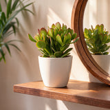Crassula ovata avec cache-pots blancs - Arbre de jade - lot de 2
