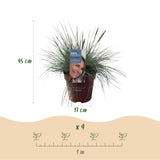 Green boutiQ - Ziergräser - 4 Pflanzen - Blau - Gelb - Grün - Rot - Immergrün - Pflegeleicht - Topf 17cm Höhe 50cm