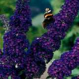 Green boutiQ - Gartenpflanze - Buddleja davidii Black Night - Schmetterlingsstrauch - Winterhart - Violett - 3 Pflanzen - Topf 17cm - Höhe 45cm
