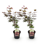 Green boutiQ - Terrassenpflanze - Japanischer Ahorn - Acer palmatum Atropurpureum - Lila - 2 Pflanzen - Laubabwerfend - Topf 19cm Höhe 70cm