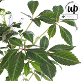 Parthenocissus henryana – Chinesischer Wilder Wein – Ø15cm – ↕65cm
