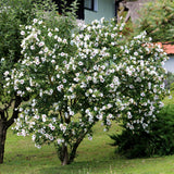 Green boutiQ - Gartenpflanze - Hibiscus syriacus Red Heart - Gartenhibiskus - Winterhart - Weiß - Rot - 3 Pflanzen - Topf 17cm - Höhe 45cm