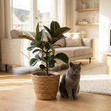 Green boutiQ - Zimmerpflanze - Gummibaum - Ficus Elastica Cloe - Grün - Pflegeleicht - 1 Pflanze - Topf 19cm - Höhe 65cm