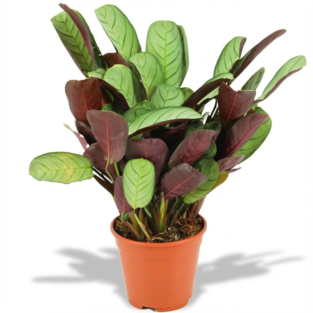 Ctenanthe Amagris - Ø 14 cm - Höhe: 35 - 40 cm