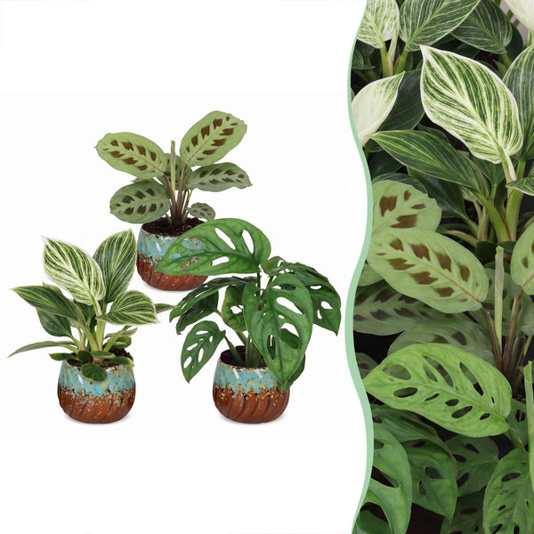 Baby plantes surprise avec cache-pots cuivre - lot de 3 à 12 mini plantes tropicales - pot Ø6 cm - photo 7