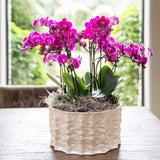 Orchidées Phalaenopsis violettes Mineral Morelia - bouquet de 3 en coupe Oyster - pot Ø9 cm