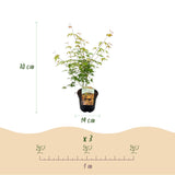Green boutiQ - Terrassenpflanze - Japanischer Ahorn - Acer palmatum Katsura - Orange - 2 Pflanzen - Laubabwerfend - Topf 19cm Höhe 70cm