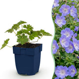 Géranium vivace Rozanne - H 15-25 cm, pot Ø11 cm - photo 2