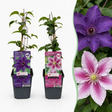 Clématites en duo violet et rose - 12 plants