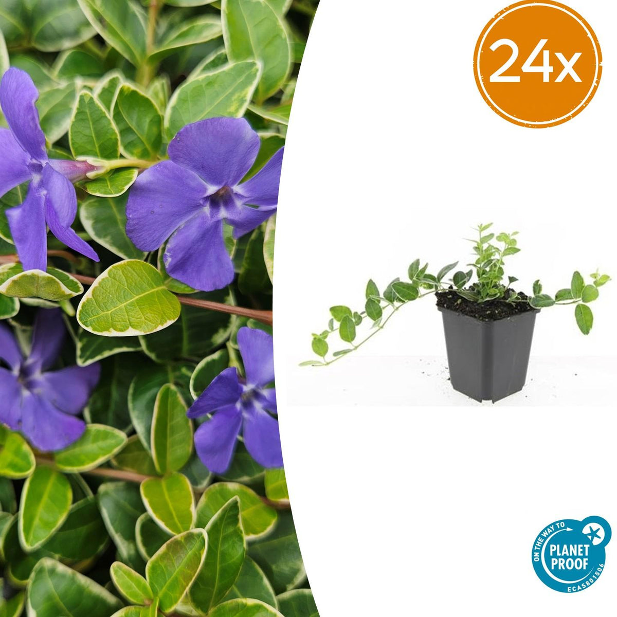 Petite pervenche Ralph Shugert en godet - Vinca minor - H 10-25 cm, pot Ø9 cm - photo 8