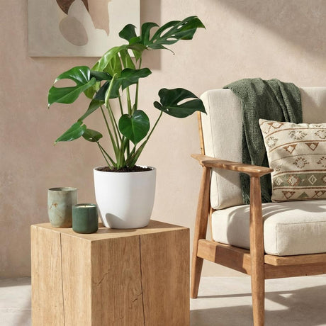 Green BoutiQ - Zimmerpflanzen - Monstera Deliciosa - Fensterblatt - Pflegeleicht - Grün - 1 Pflanze - mit Topf Grau - Topf 21cm - Höhe 70-80cm