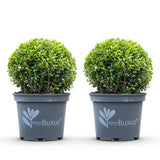 Green boutiQ – Buchsbaumkugel – BetterBuxus Skylight – Resistent gegen Buchsbaumkrankheiten – 2 Pflanzen – Topf 23cm Kugel 25cm