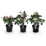 Green boutiQ - Gartenpflanze - Lenzrose - Helleborus orientalis Double Tricolour - Rosa - Rote - Weiße Blüte - 3 Pflanzen - Immergrün - Topf 14cm Höhe 35cm