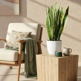 Green BoutiQ - Zimmerpflanzen - Sansevieria Laurentii - Bogenhanf - Pflegeleicht - Grün - 1 Pflanze - mit Topf Grau - Topf 21cm - Höhe 70-80cm