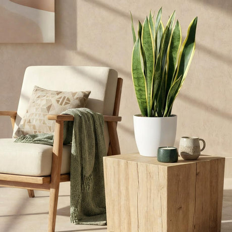Green BoutiQ - Zimmerpflanzen - Sansevieria Laurentii - Bogenhanf - Pflegeleicht - Grün - 1 Pflanze - mit Topf Grau - Topf 21cm - Höhe 70-80cm