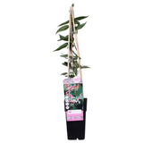 Chèvrefeuille de Henry - Lonicera henryi - H 65 cm, pot Ø15 cm