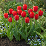 Tulipe triomphe rouge