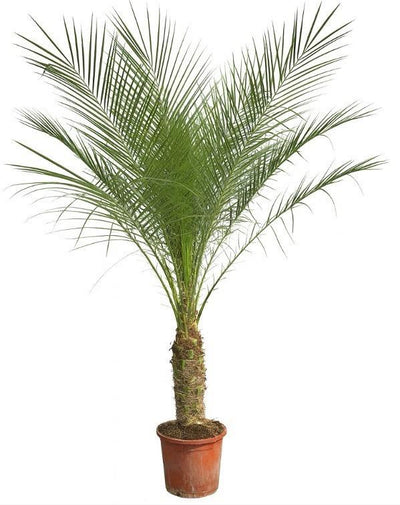 Phoenix Roebelenii am Stamm - 210cm - 200cm