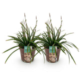 Carex Irish Green - H 50 cm, pot Ø17 cm - photo 2