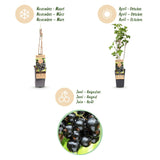 Cassissier Ben Nevis - Ribes nigrum - 2 plants - H 50 cm, pot Ø15 cm