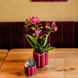 Kolibri Orchids | Rote Kongo-Orchidee + Retro-Topf in Rot – Topfgröße Ø9cm | blühende Zimmerpflanze – frisch vom Züchter