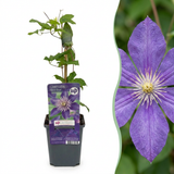 Clématite Multi Blue - 1 plant